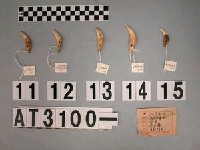 藏品(獸牙)的圖片